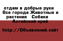 отдам в добрые руки - Все города Животные и растения » Собаки   . Алтайский край